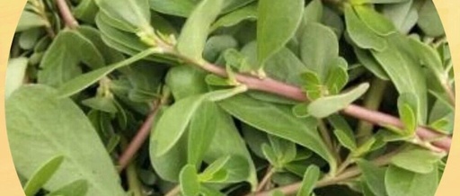 Wild Vegetables That Can Prevent Eczema: Vitamin C Content is 16 Times Higher Than Prunes! A Must-Try This Summer