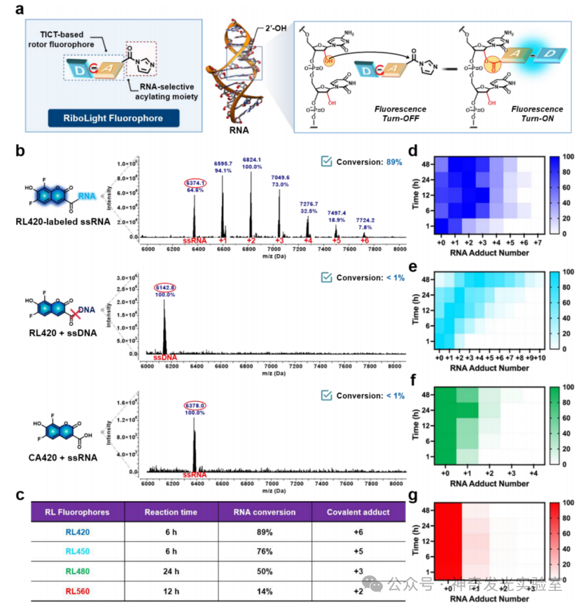 Fluorogenic Covalent Probes for RNA