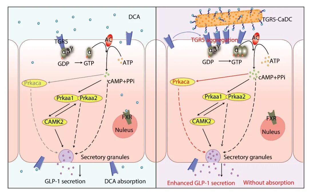 After ADC, CaDC Arrives | Shanghai Institute of Materia Medica Science Subjournal
