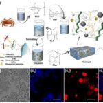 3D-Printable "Smart Skin"? Professor Huan Siqi from Northeast Forestry University Reveals: Multiphase Emulsion Gel Materials with Self-Forming Shells for Smarter Fertilizer Release