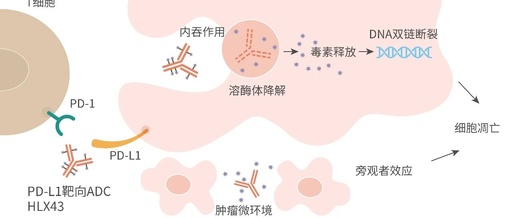 New Clinical Application of Henlius PD-L1 ADC-HLX43 in China Amidst Data Overload