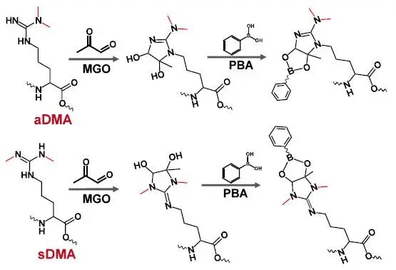 Decoding Arginine Dimethylation Isomers via pH-Tuned Reactivity with Methylglyoxal: A Chemical Approach for Functional Proteomics