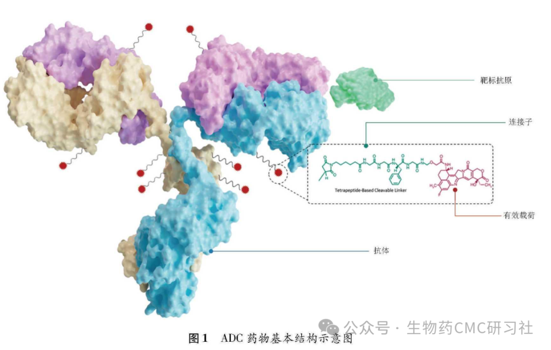 A Comprehensive Guide to GMP Risk Assessment of ADC Drugs from the Perspective of Drug Supervision
