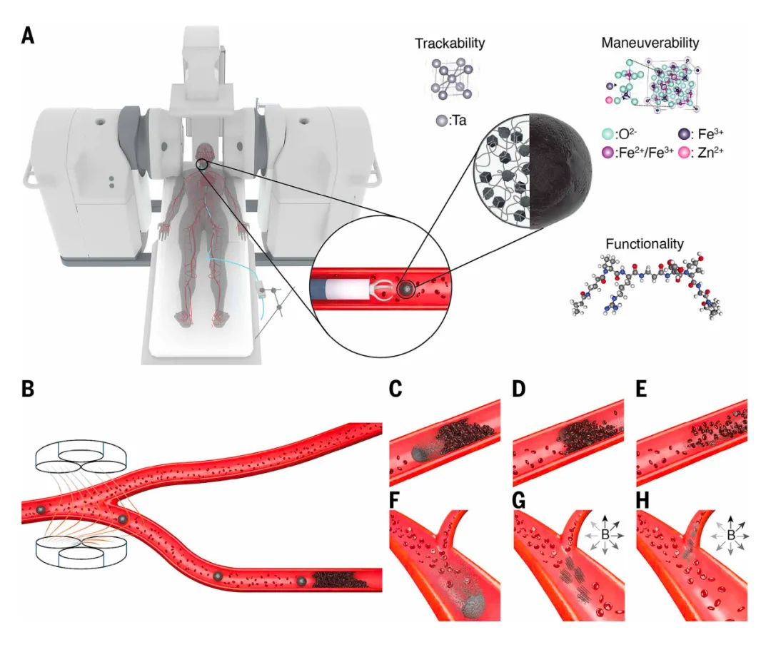 Breakthrough: Scientists Create Microrobots for Precise Drug Delivery Inside the Body, Ready for Human Clinical Trials