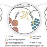 SOC Accumulation Informed by Soil Fractionation Method of Six