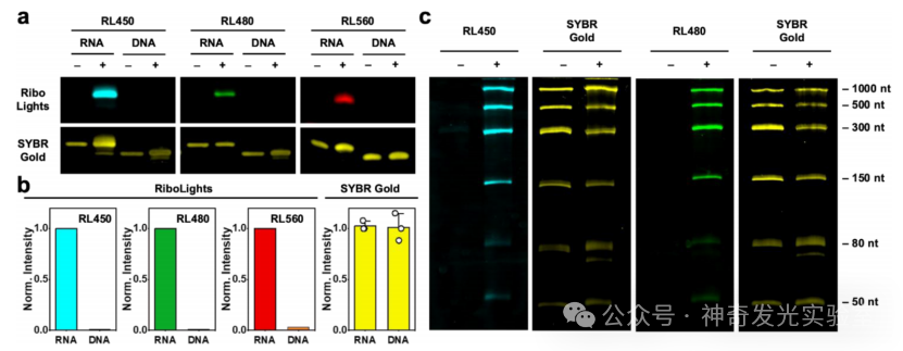 Fluorogenic Covalent Probes for RNA