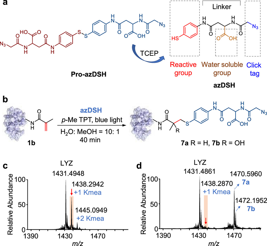 Chemoselective Tagging of Protein Methacrylation