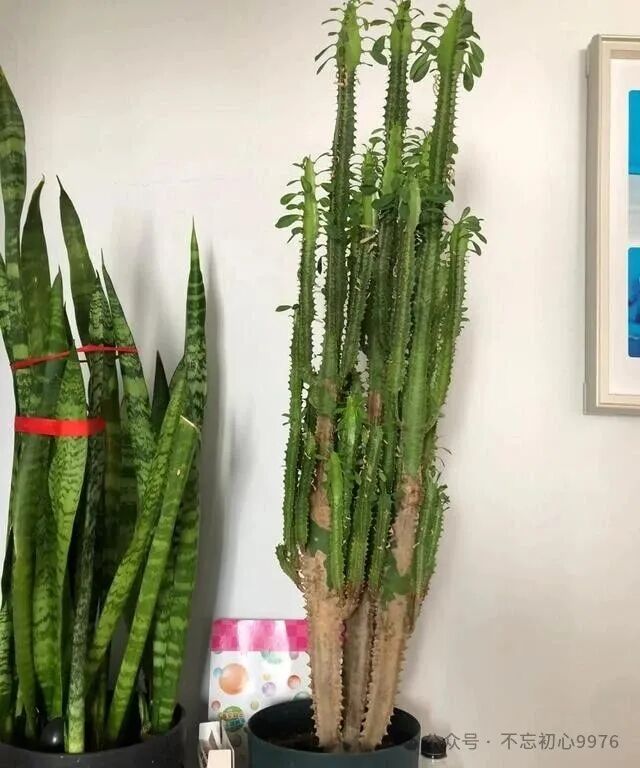 Grandfather's 11-Year-Old Dragon Bone Plant Fails to Survive: What Went Wrong with Monthly Watering?