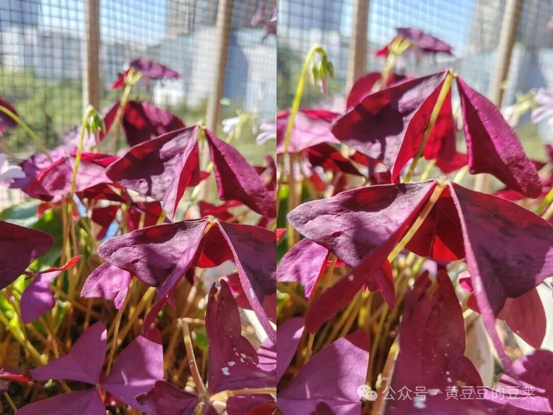 Enjoying the Beauty of Purple Oxalis