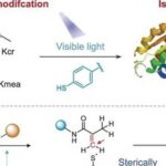 Chemoselective Tagging of Protein Methacrylation