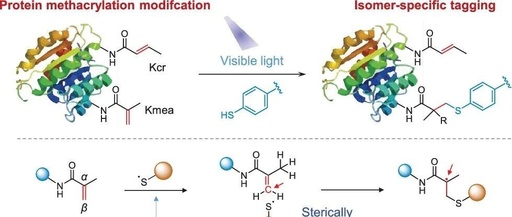Chemoselective Tagging of Protein Methacrylation