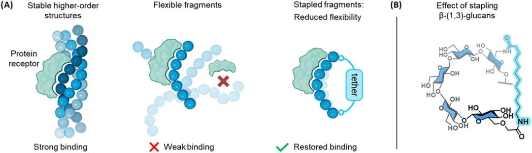 Stapling of β-Glucans Enhances Antibody Binding