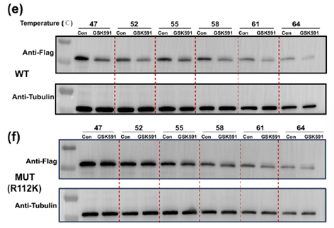 Decoding Arginine Dimethylation Isomers via pH-Tuned Reactivity with Methylglyoxal: A Chemical Approach for Functional Proteomics