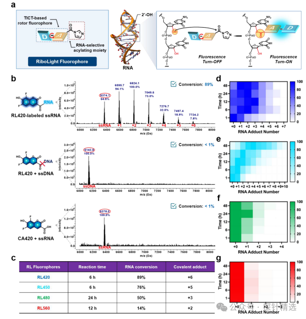 Breakthrough in RNA Imaging! Covalent Fluorescent Probes Achieve 970-Fold Selective Labeling