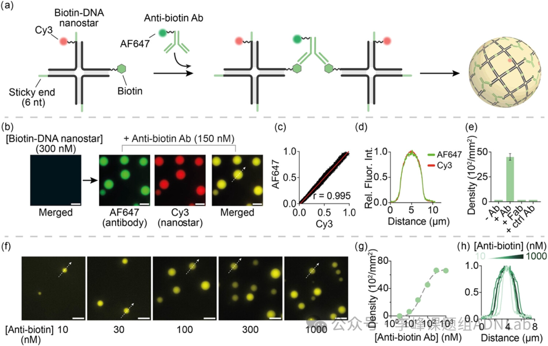 Immuno-Induced Antibody-DNA Hybrid Aggregates