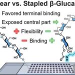 Stapling of β-Glucans Enhances Antibody Binding