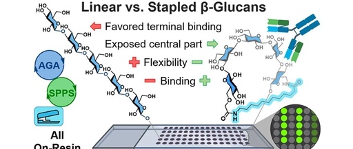 Stapling of β-Glucans Enhances Antibody Binding