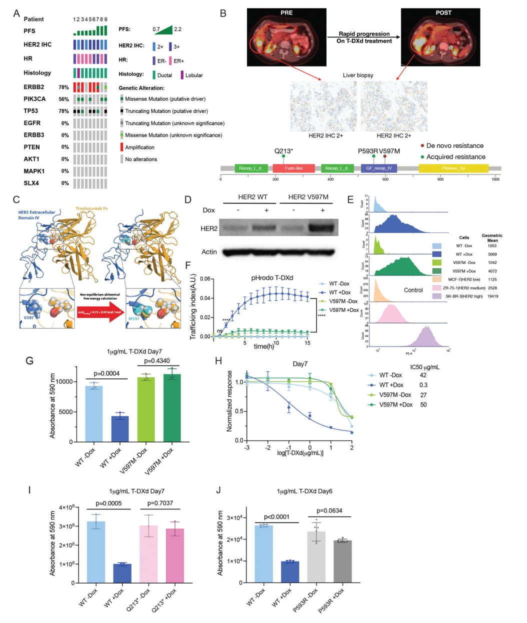 New Strategy for ADC Sensitization: Low-Dose Combination of HER2+TROP2 Dual Agents Outperforms Monotherapy with Significant Tumor Regression