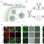 Recent Advances in Analytical Methods for Antibody-Drug Conjugates (ADCs): From In Vitro to In Vivo (Part 2)