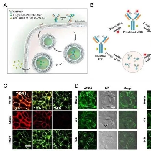 Recent Advances in Analytical Methods for Antibody-Drug Conjugates (ADCs): From In Vitro to In Vivo (Part 2)