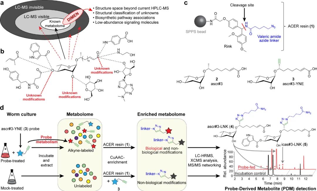 Deep Interrogation of Metabolism Using a Pathway-Targeted Click-Chemistry Approach