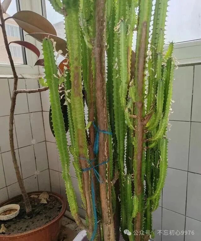 Grandfather's 11-Year-Old Dragon Bone Plant Fails to Survive: What Went Wrong with Monthly Watering?