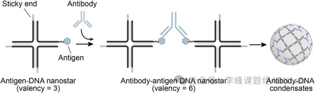 Immuno-Induced Antibody-DNA Hybrid Aggregates