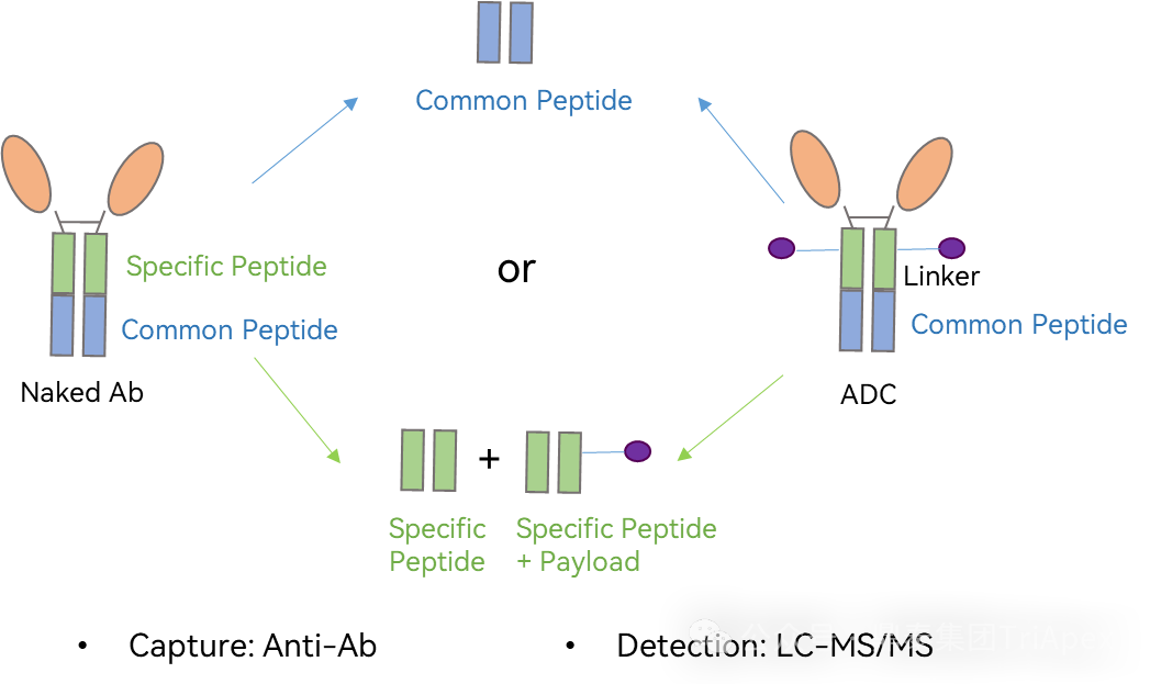 From Single Target to Multidimensional Breakthrough: The New Landscape and Strategic Evolution of Next-Generation ADC Drug Bioanalysis