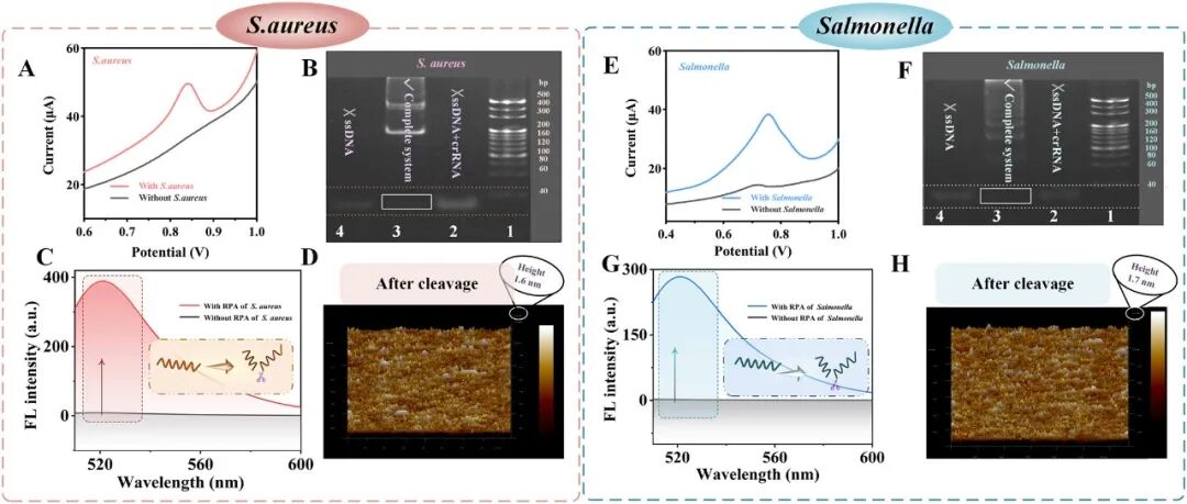 A Microfluidic Chip-Based Electrochemical Biosensor Coupled with CRISPR/Cas12a for Simultaneous Detection of Foodborne Pathogens