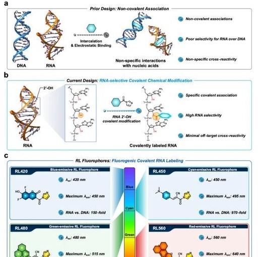 Breakthrough in RNA Imaging! Covalent Fluorescent Probes Achieve 970-Fold Selective Labeling