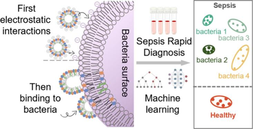Literature Sharing | ACS Nano | Nanosensor-Based Pattern-Generating Probe Accelerates Sepsis Diagnosis