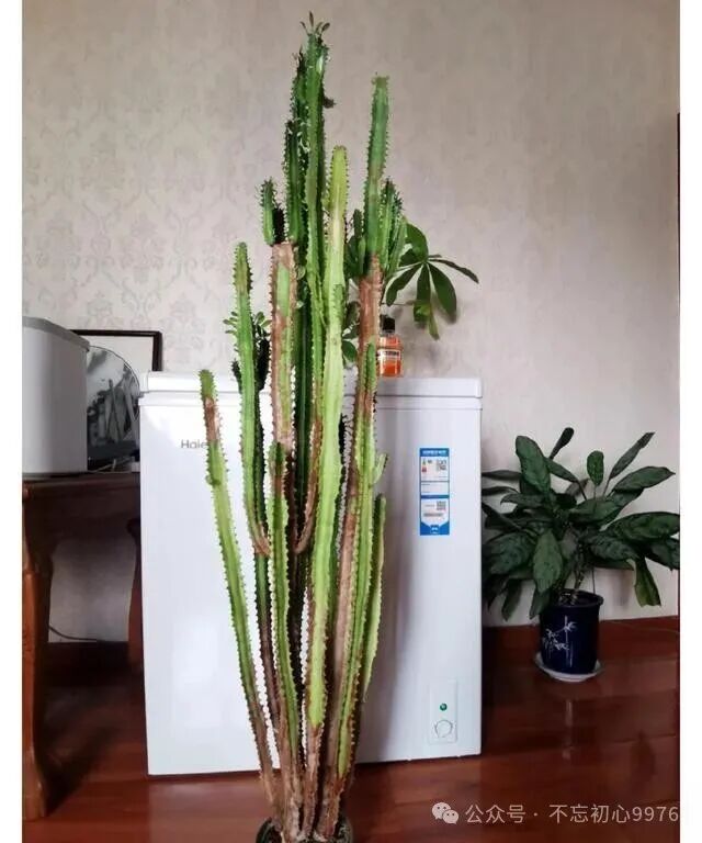 Grandfather's 11-Year-Old Dragon Bone Plant Fails to Survive: What Went Wrong with Monthly Watering?