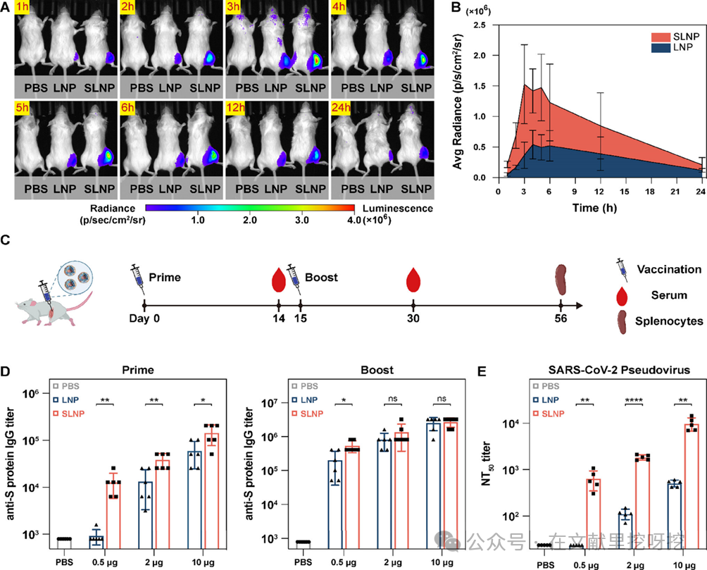 Engineering Thiol-Mediated Uptake Lipid Nanoparticles: Breaking Endosomal Barriers for Enhanced mRNA Expression
