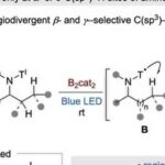 Breakthrough in C–H Borylation of Aliphatic Amines: Metal-Free Catalysis Achieves Selective Functionalization at β/γ Positions