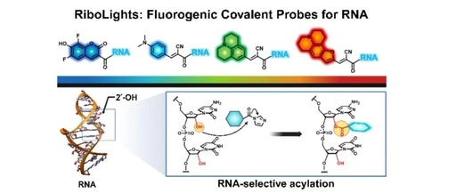 RNA Fluorescent Covalent Probes