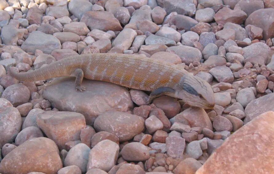 Centralian Bluetongue Skink (Tiliqua multifasciata)