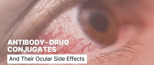 T-DXd vs Dato-DXd: Differences in Toxicity in Lungs and Eyes with Same Payload, While SG and Trastuzumab Deruxtecan Remain Safe