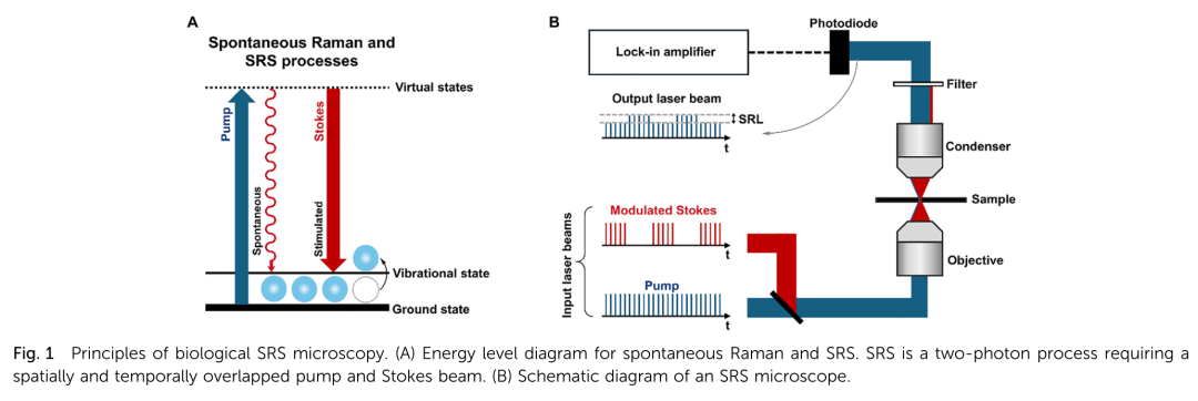 Emerging Applications of Stimulated Raman Scattering Microscopy for Medicinal Chemistry and Drug Discovery