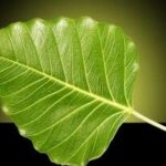 Bodhi Linux: A Lightweight Ubuntu-Based Distribution