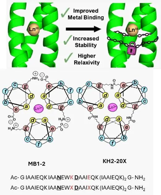Stabilization of Metal-Coiled Coils via Chemical Cross-Linking for MRI Imaging