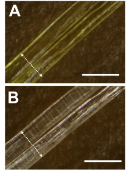 Single-Crystalline Poly(disulfide)s Enabled by Photo-Triggered Topochemical Ring-Opening Polymerization of 1,2-Dithiolane