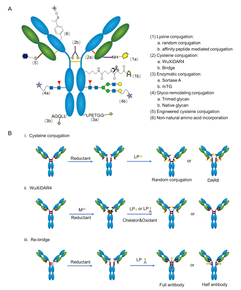 Comprehensive Analysis of ADC Conjugation Technology