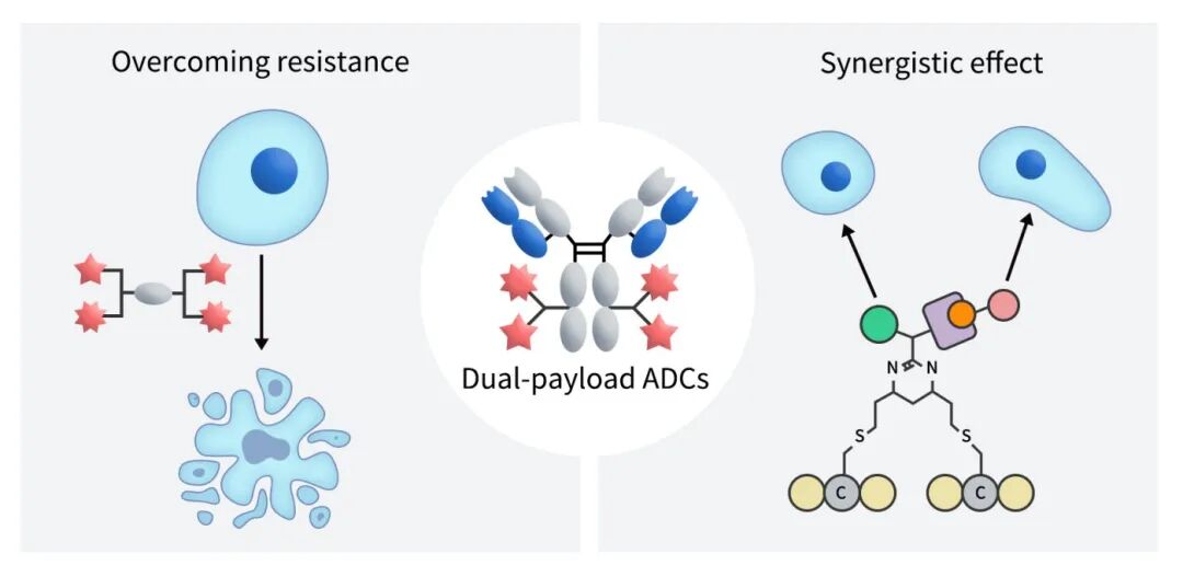 The Rise of Dual Payload ADCs/PDCs: A Comprehensive Overview of Research and Development