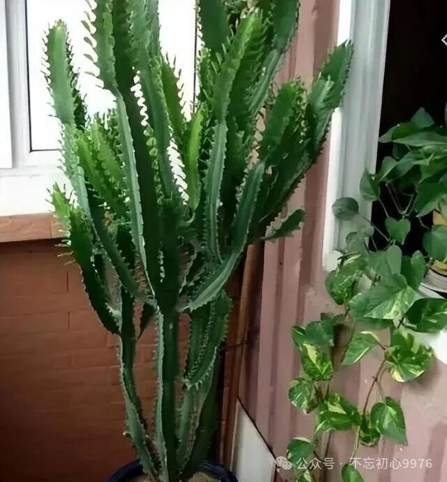 Grandfather's 11-Year-Old Dragon Bone Plant Fails to Survive: What Went Wrong with Monthly Watering?