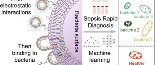 Literature Sharing | ACS Nano | Nanosensor-Based Pattern-Generating Probe Accelerates Sepsis Diagnosis