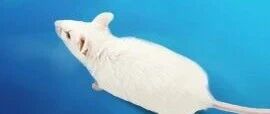Common Laboratory Animal Mouse - BALB/c Mouse