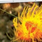 TFT-LCD Materials and Device Terminology Handbook