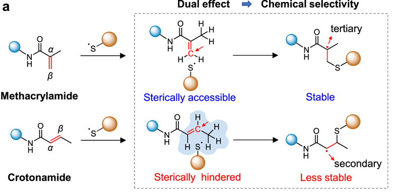 Chemoselective Tagging of Protein Methacrylation