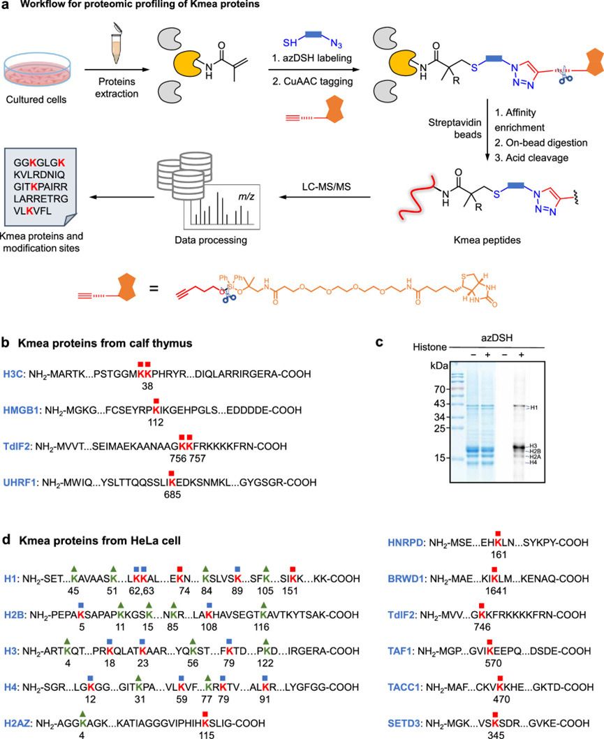 Chemoselective Tagging of Protein Methacrylation