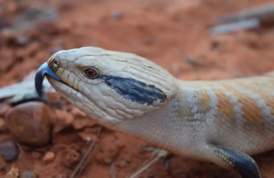Centralian Bluetongue Skink (Tiliqua multifasciata)